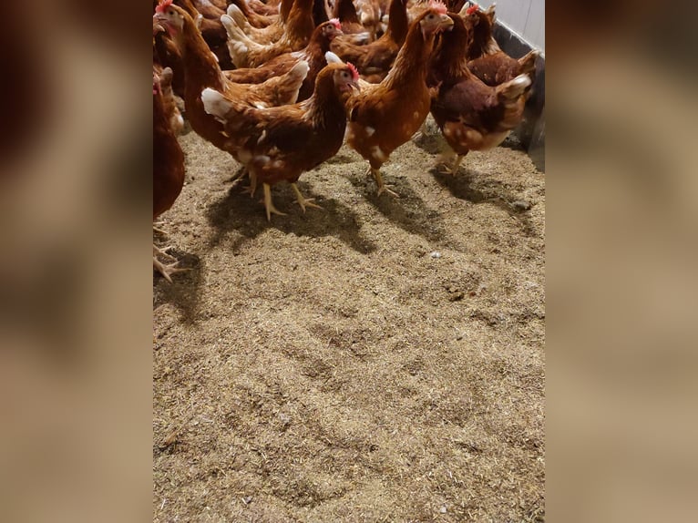 Pellets de paille régionaux, granulés pour litière, copeaux de paille, prémontés, granulés structuré