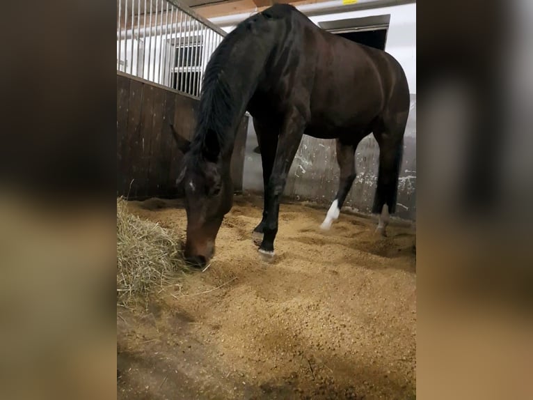 Pellets de paille régionaux, granulés pour litière, copeaux de paille, prémontés, granulés structuré