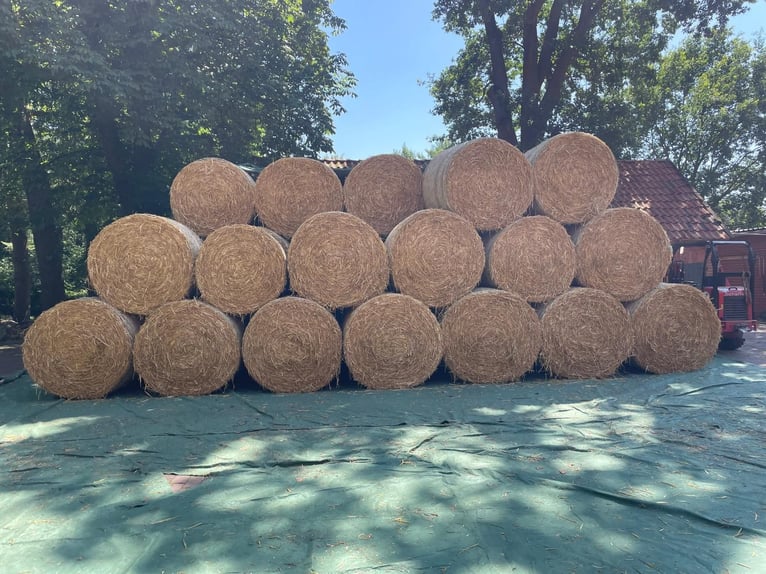 Très bon foin d'orge en balles rondes de 1,40 m ou 1,30 m.
