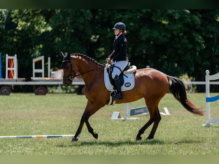 Biete Reitunterricht rund um 83620 Feldkirchen-Westerham
