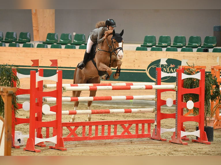 Boxes for students or young horse training.