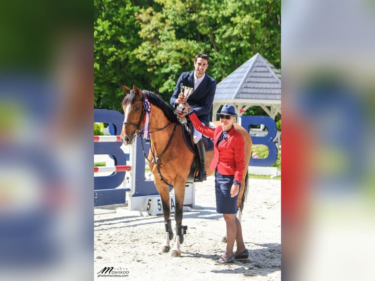 Cours avec un cavalier international de saut d'obstacles
