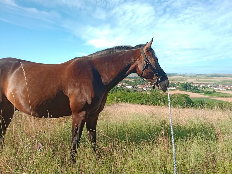 Cours de dressage pour poney de 152 cm en catégorie M