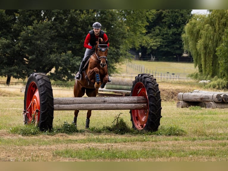 Cours de saut d'obstacles – de nouvelles dates disponibles dès maintenant !