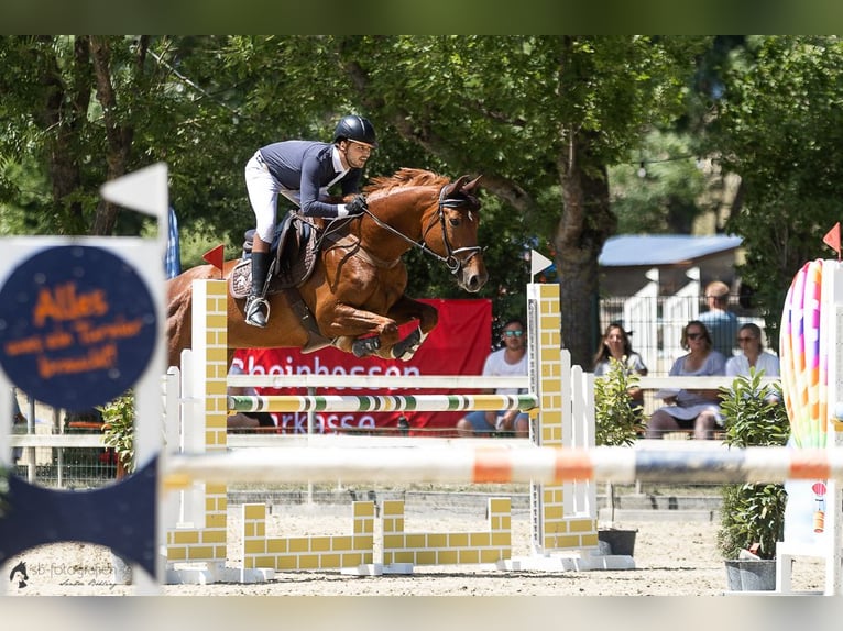 Cours de saut d'obstacles – de nouvelles dates disponibles dès maintenant !