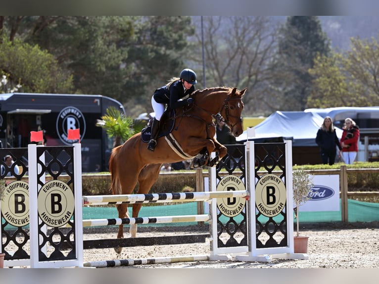 Cours de saut d'obstacles – de nouvelles dates disponibles dès maintenant !