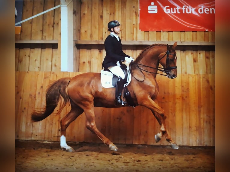 Cours d'équitation à domicile