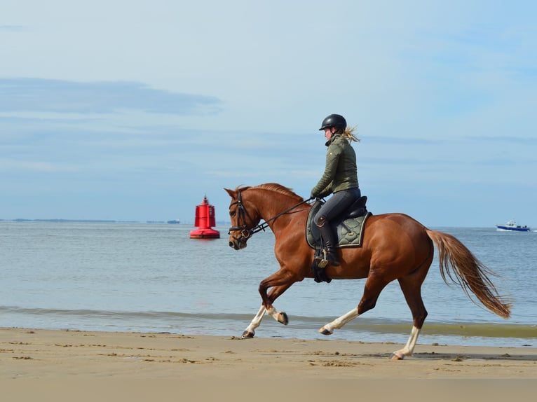 Cours d'équitation à domicile pour toi et ton cheval