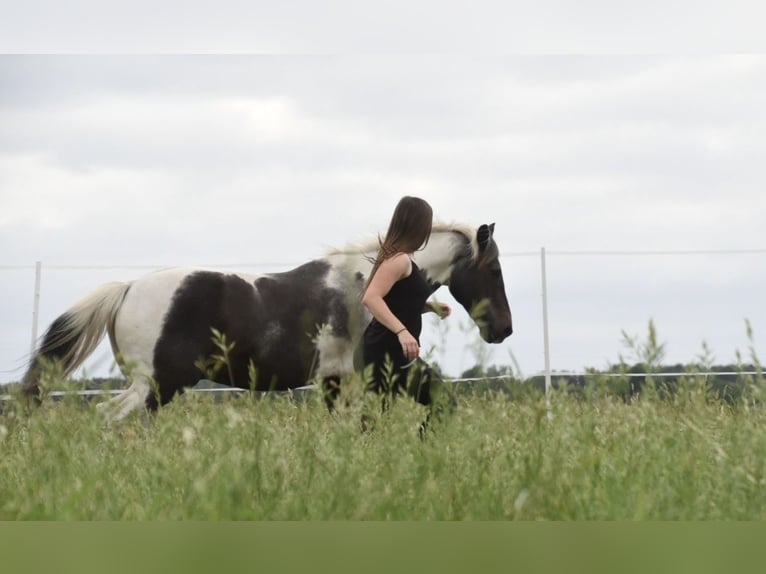 Cours d’équitation à domicile / Travail à pied et travail en liberté