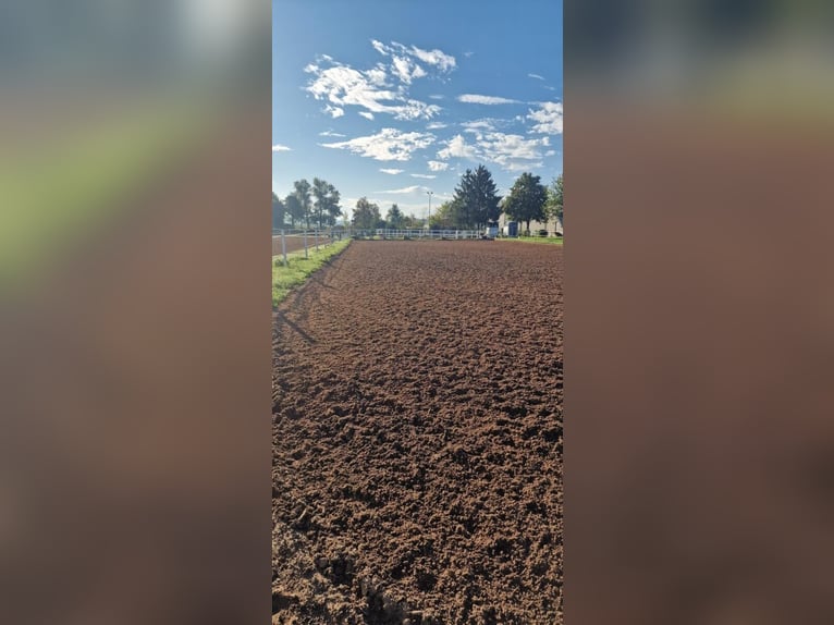 Cours d’équitation à Uehlfeld – dressage, saut d’obstacles et entraînement personnalisé