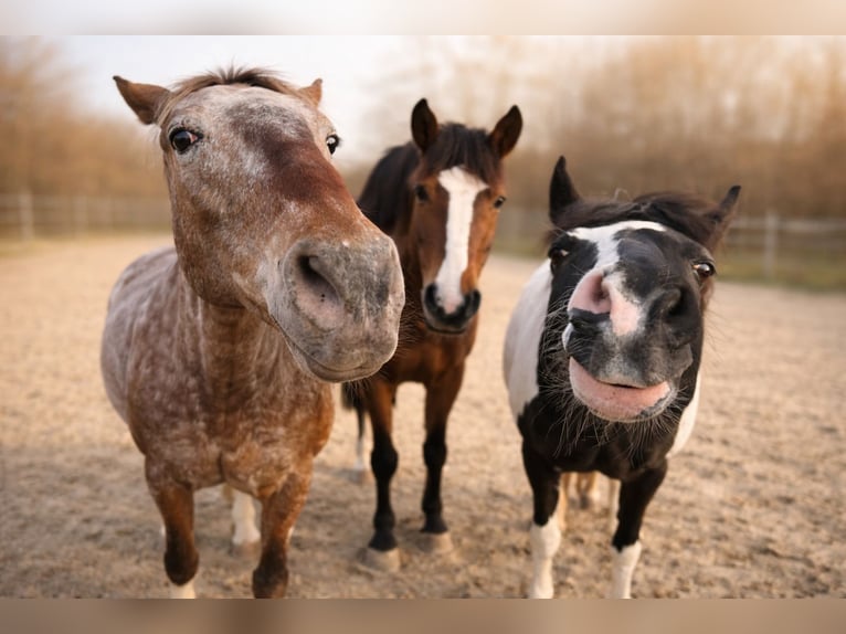 Cours d’équitation au sein de l’Association équestre Neuried-Gauting e. V.