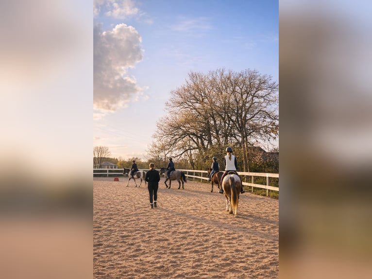 Cours d'équitation au sein de l'Association équestre Neuried-Gauting e. V.