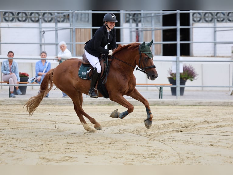 Cours d’équitation mobile et pension en selle à Bochum et ses environs