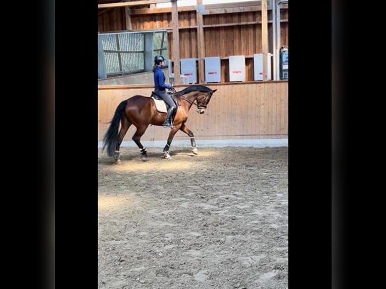 Cours d’équitation mobile et pensionnement
