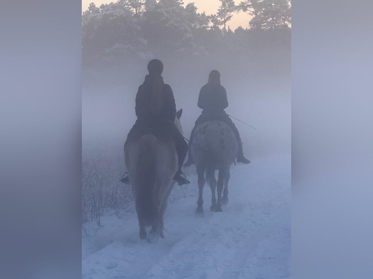 Cours d'équitation pour adultes