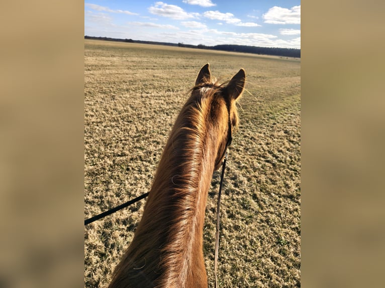 Cours d'équitation pour adultes