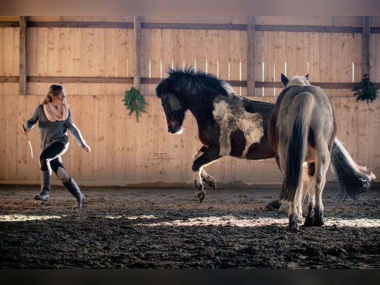 Cours d'équitation pour adultes