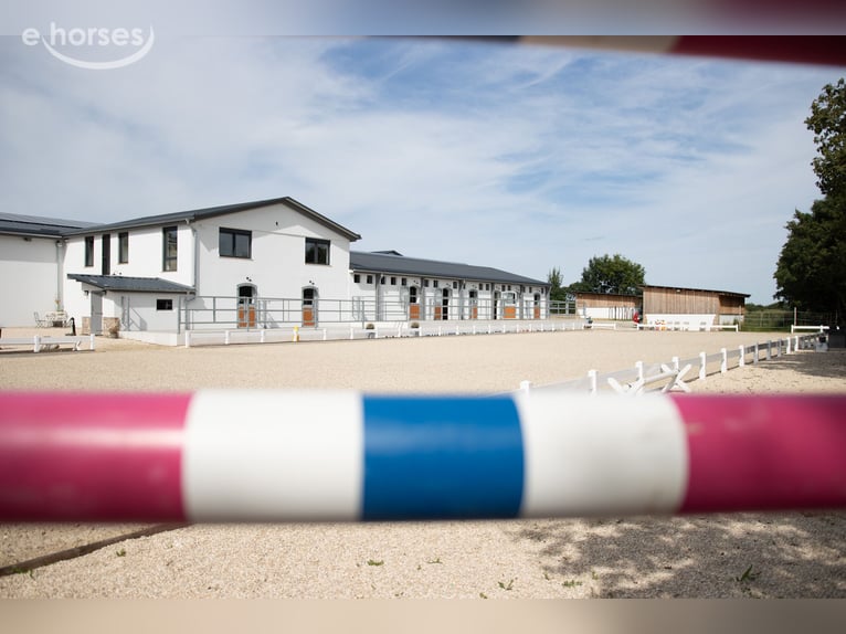 Cours d’équitation pour cavaliers débutants jusqu’au niveau Grand Prix.