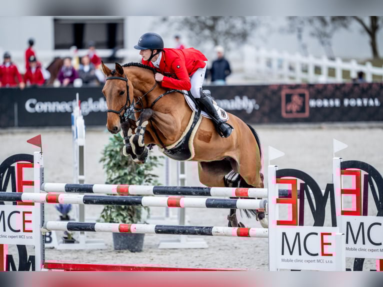 Cours d'équitation professionnel