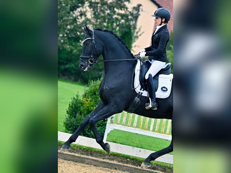 !!COURS EN LIGNE DE DRESSAGE!!