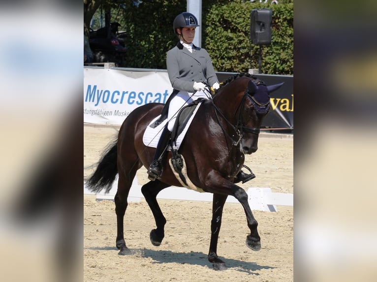 !!COURS EN LIGNE DE DRESSAGE!!