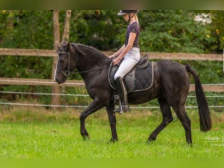 École d’équitation et formation des chevaux