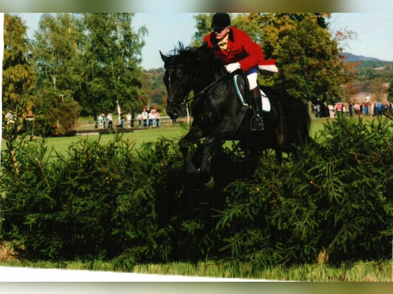 Enseignant d’équitation itinérant (Formateur agréé de la FN et entraîneur de niveau A en sport de ha