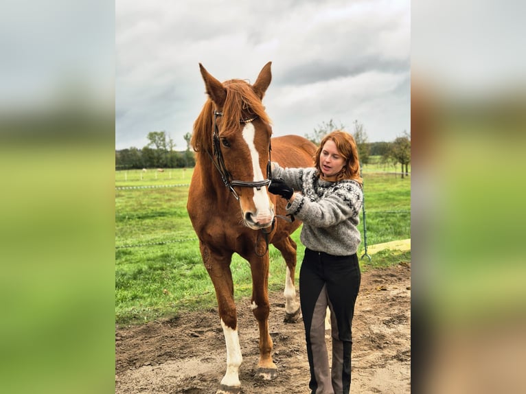 Enseignement mobile pour vous et votre cheval