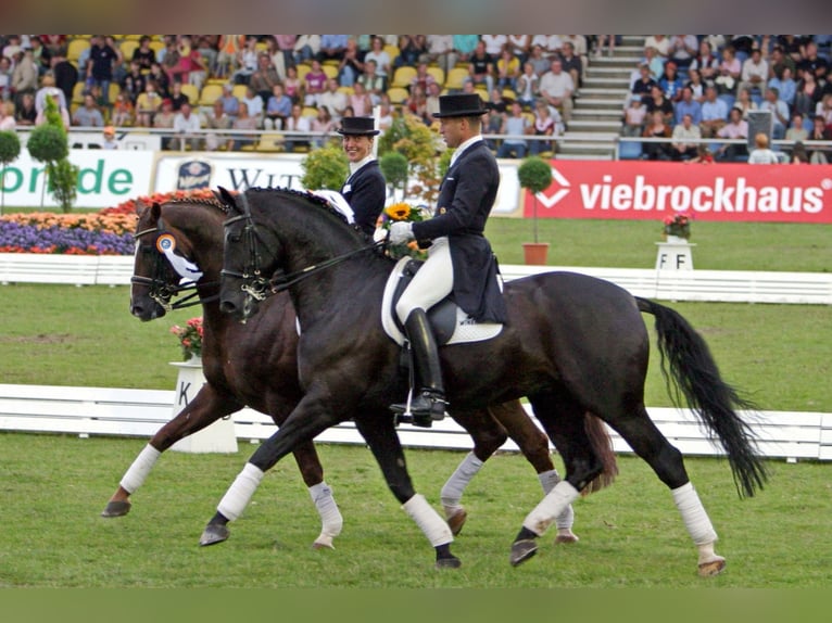 Entraînement de dressage, vente et formation de chevaux de dressage jusqu'au niveau Grand Prix