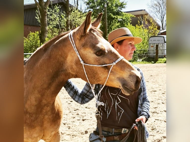 Entraînement personnalisé de chevaux, ostéopathie équine, TGT, OsteoConceptCoach, Rhénanie-du-Nord-W