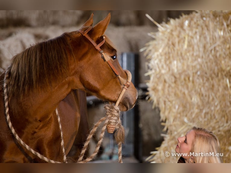 Gesundheitstraining Western Klassisch