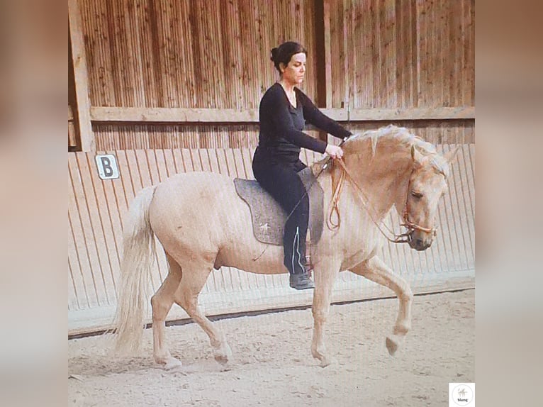 Lizensierter Trainer Akademische Reitkunst Reitunterricht