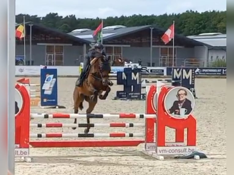 Mobiler Reitunterricht& Beritt