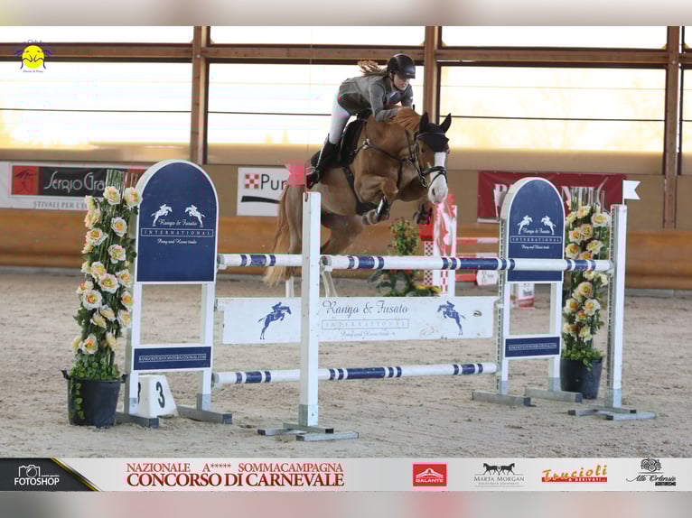 Mobiler Reitunterricht& Beritt