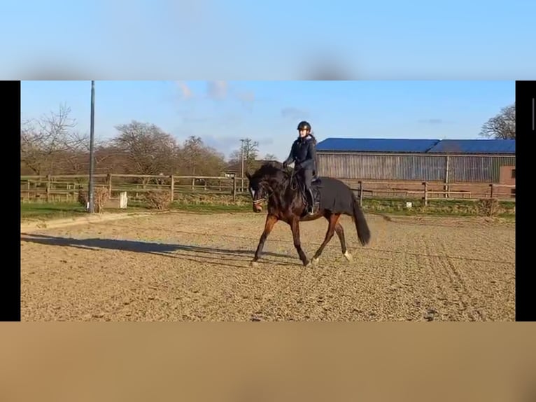 Mobiler Reitunterricht/ (Problempferde)Beritt