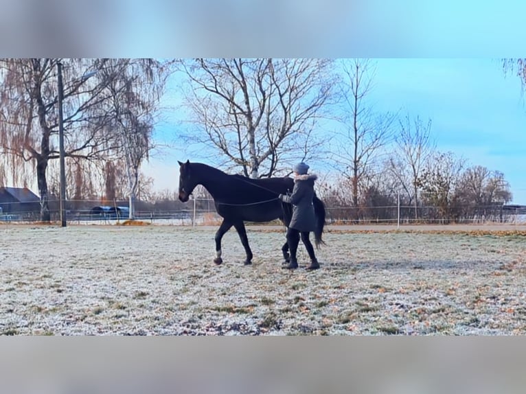 Mobiler Reitunterricht und Beritt - klassisch-barock 