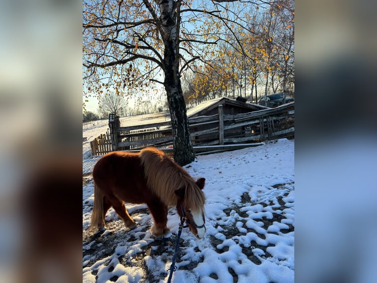 Online Reitunterricht