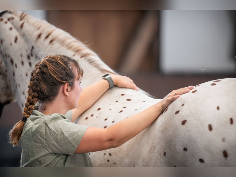 Physiothérapie et ostéopathie pour chevaux