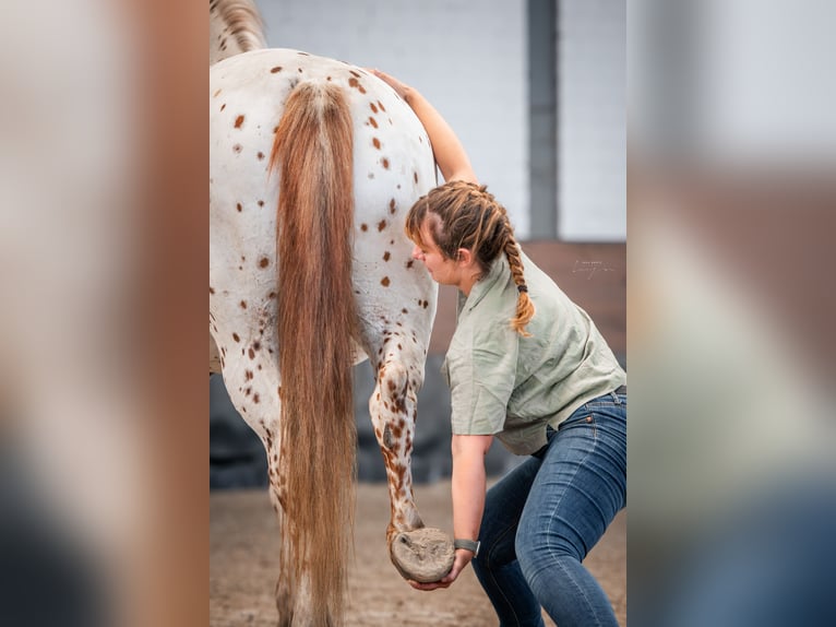 Physiothérapie et ostéopathie pour chevaux