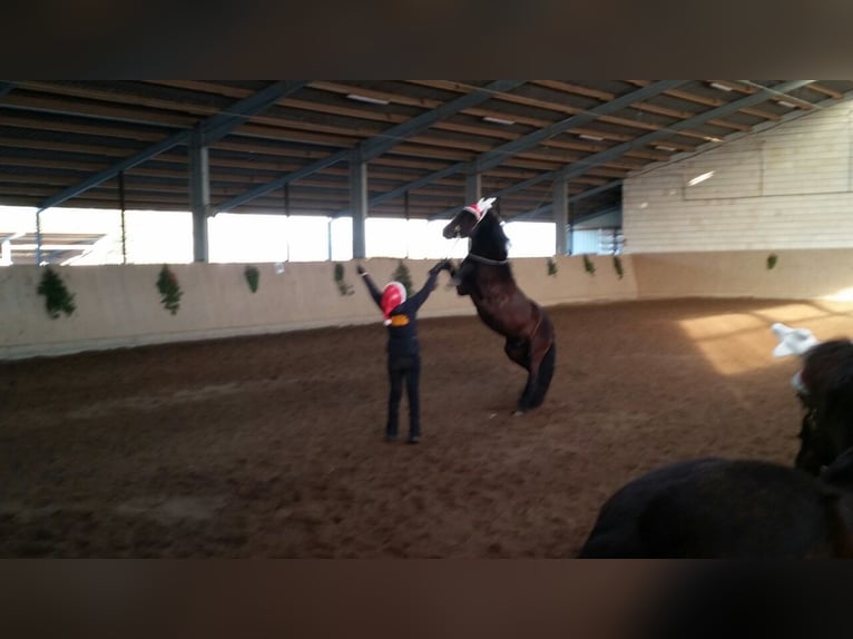 Ponyweihnacht für Kinder von 5 bis 9 Jahre