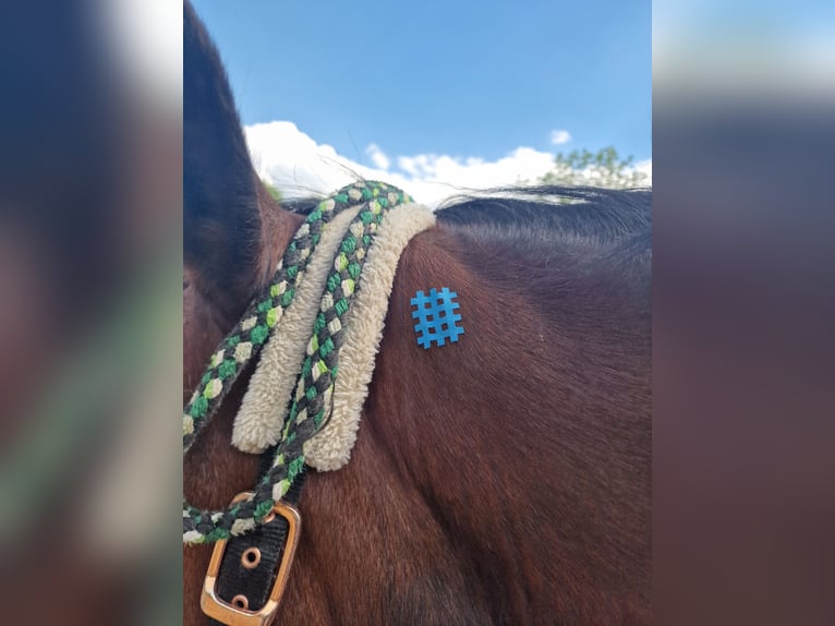 Reitunterricht & ganzheitliche Pferdetherapie - mobil