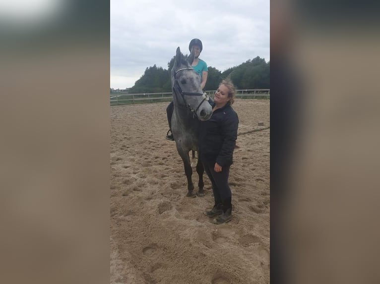 Ruitercoach en instructie lessen