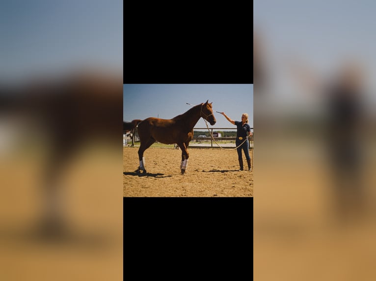 Académie MKA Horsemanship / Maître entraîneur de chevaux
