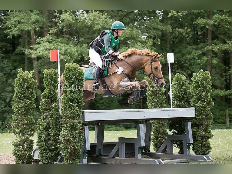 Carrière d'entraînement ou de réhabilitation disponible (à partir d'août) avec des conditions d'élev