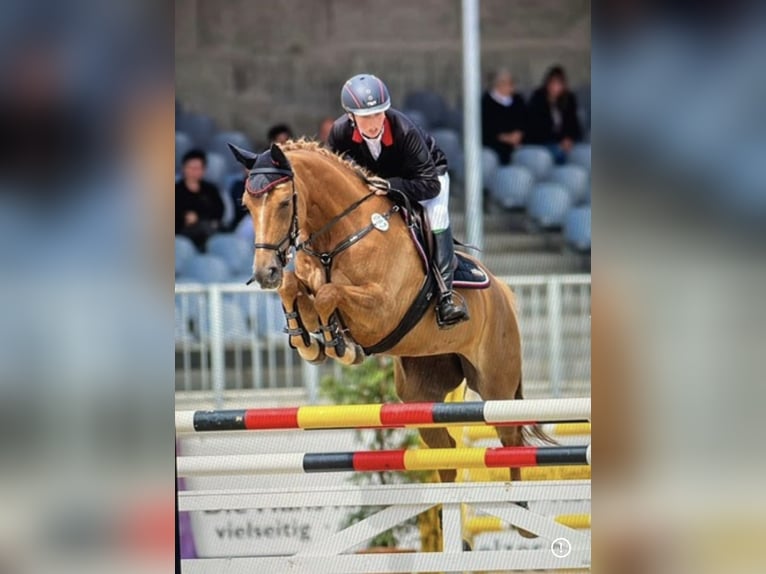 Carrière d'entraînement ou de réhabilitation disponible (à partir d'août) avec des conditions d'élev