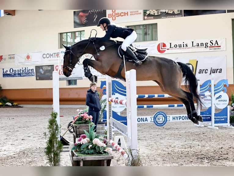 Cours d'équitation & débourrage