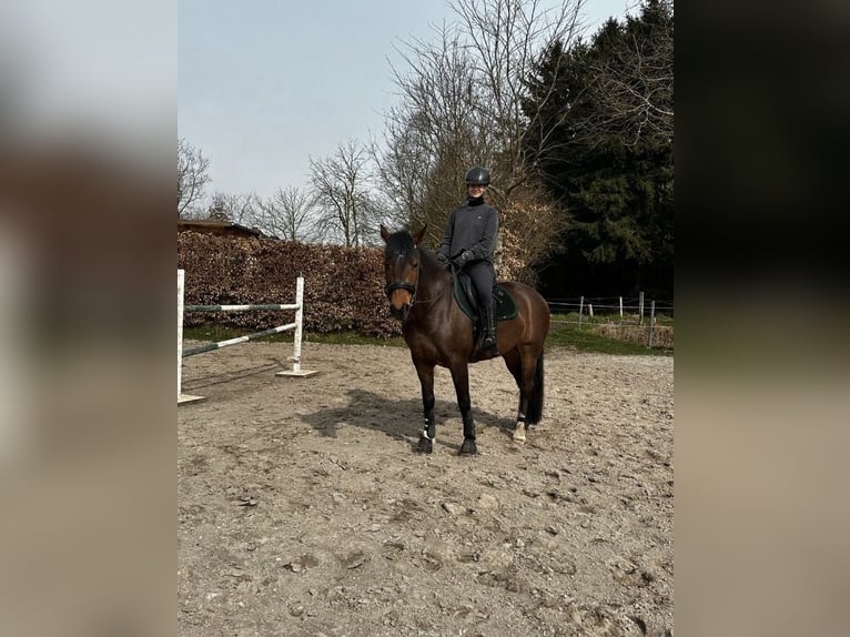 Dressage pour votre cheval | Éducation de jeunes chevaux | Correction | Débourrage | Chevaux en diff