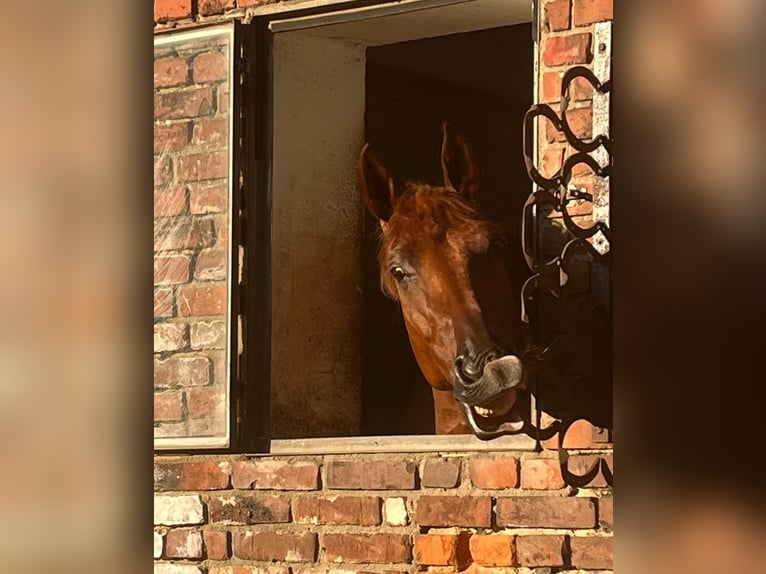 Dressage training / Breaking-in / Starting under saddle