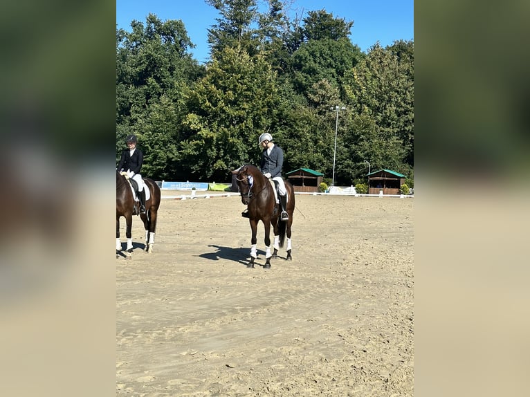 Écurie de dressage disponible pour entraîner votre cheval