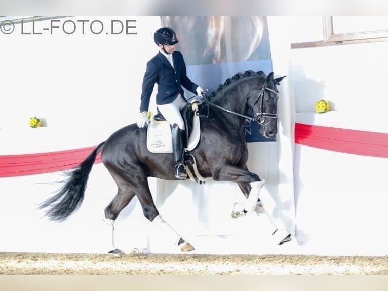 Écurie de dressage disponible pour entraîner votre cheval